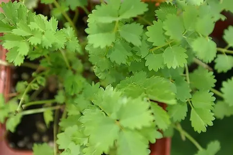 burnet: any of the herbs of genus Sanguisorba (syn. Poterium), including salad burnet (Sanguisorba minor),...