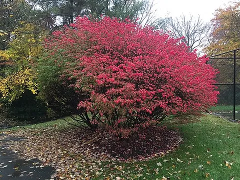 burning bush: a biblical object described in Exodus 3:1-22, used by Yahweh to communicate with Moses