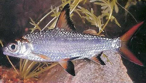 burnt-tailed barb: a species of cyprinid; Balantiocheilos ambusticauda