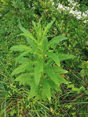 burnweed: any of the flowering plants of the genus Erechtites