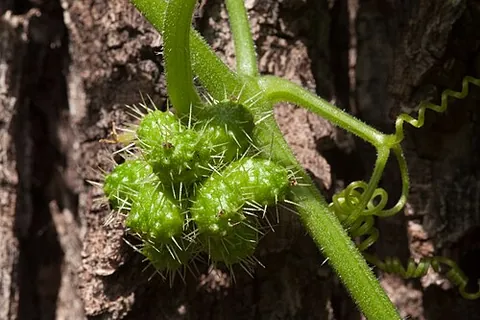 burr cucumber: any vine of the genus Sicyos
