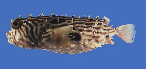 burrfish: chilomycterus schoepfi, a fish of the family Diodontidae distinguished from the porcupinefish by...