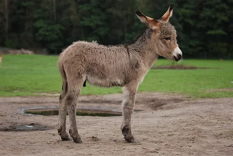 burro: a small donkey, especially when used as a pack animal or one that is feral and lives in the...