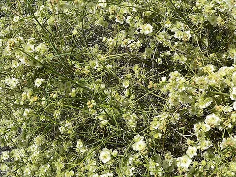 burrobrush: an allergenic perennial shrub of species Hymenoclea salsola, found in the deserts of Arizona and...
