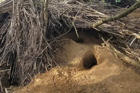 burrow: a tunnel or hole, or a system of tunnels, often as dug by a small creature for use as a home