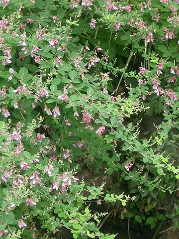 bush clover: lespedeza spp