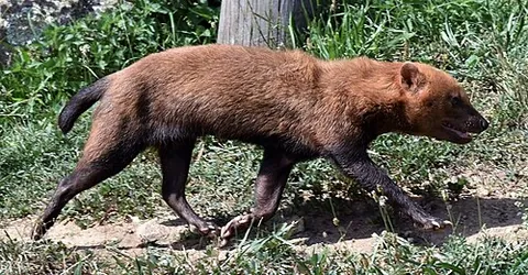 bush dog: a wild canine animal (Speothos venaticus), found in Central and South America