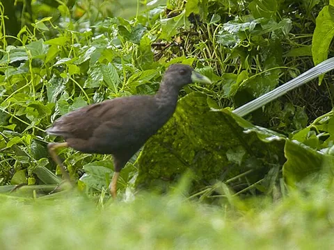 bush-hen: some species of bird in the genus Amaurornis in the family Rallidae
