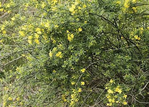 bush jasmine: any member of the species Chrysojasminum fruticans (syn. Jasminum fruticans)