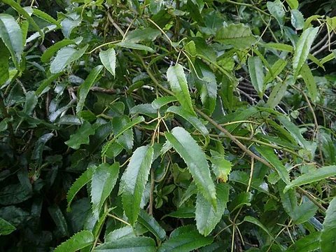 bush lawyer: any member of the species of climbing blackberry plants in subgenus Rubus subg. Micranthobatus,...