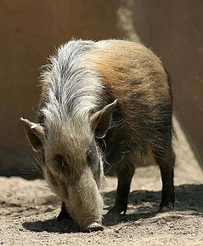 bush pig: an African pig of the genus Potamochoerus; Potamochoerus porcus or Potamochoerus larvatus