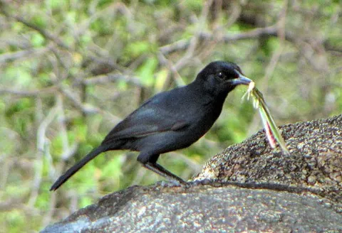 bush shrike: an African passerine bird of the family Malaconotidae