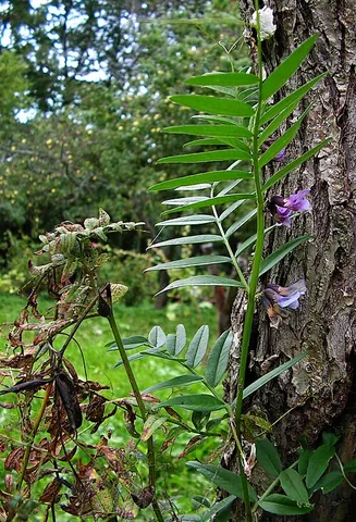 bush vetch: a leguminous climing plant with lilac or blue flowers that grows in hedgerows, grasslands and...