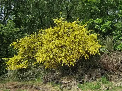bush: a woody plant distinguished from a tree by its multiple stems and lower height, being usually less...