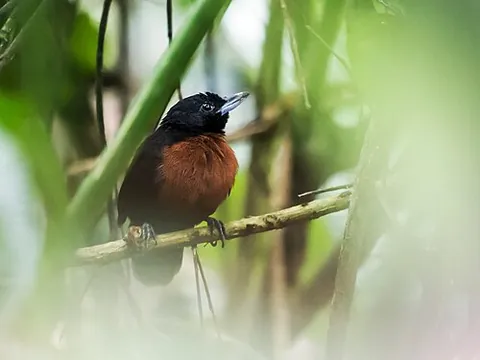 bushbird: any of the tropical birds in the genera Neoctantes or Clytoctantes, found in South America