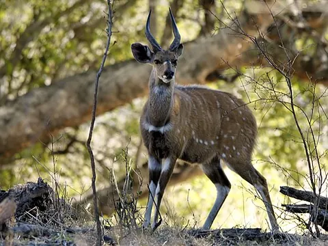 bushbuck: either of two species of antelope (Tragelaphus scriptus or Tragelaphus sylvaticus, considered by...