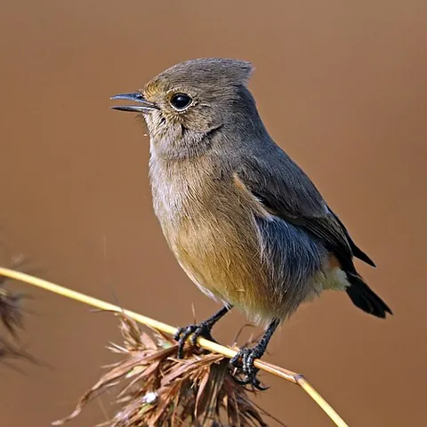 bushchat: any of a number of small insect-eating birds in the muscicapid genus Saxicola