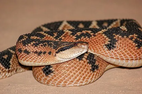 bushmaster: a venomous pit viper, Lachesis muta, from tropical America