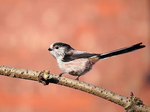 bushtit: any of the long-tailed tits of the family Aegithalidae