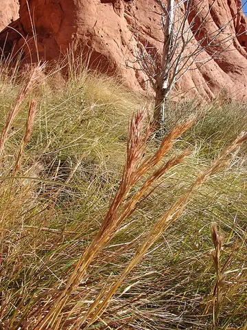 bushy bluestem: andropogon glomeratus, widespread in temperate and warm areas of the Americas