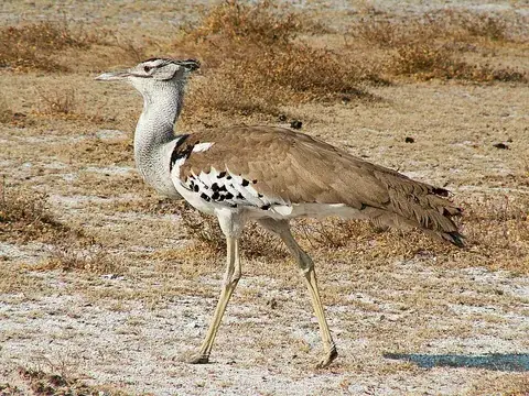 bustard: any of several large terrestrial birds of the family Otididae in the order Otidiformes that inhabit...
