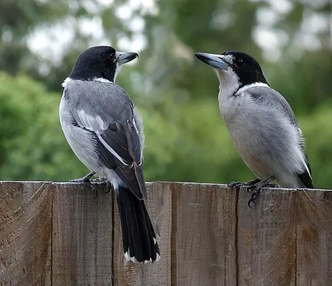 butcherbird: any of the magpie-like birds in the genus Cracticus, of Australia and New Guinea