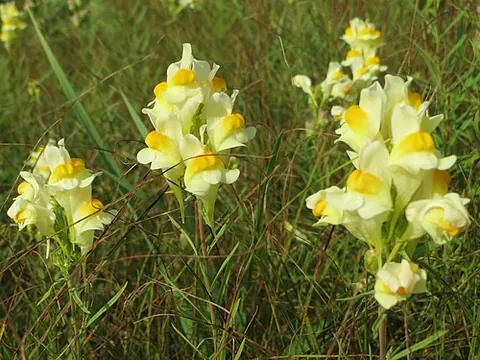 butter-and-eggs: a flowering plant, of species Linaria vulgaris, native to Europe and northern Asia; yellow...