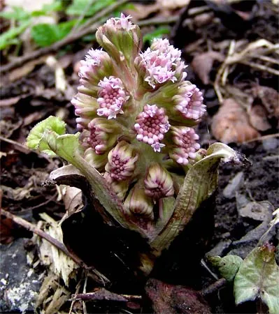 butterbur: any of several Eurasian herbs, of the genus Petasites, having dense clusters of often purple flowers