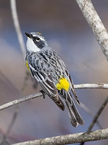 butterbutt: the yellow-rumped warbler (Setophaga coronata), a North American bird species with a conspicuous...