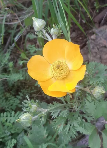 buttercup: any of many herbs, of the genus Ranunculus, having yellow flowers; the crowfoot