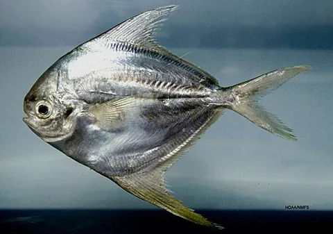 butterfish: perciform fish of the family Stromateidae, including the genera Pampus, Peprilus and Stromateus