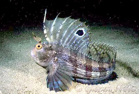butterfly blenny: any member of the species Blennius ocellaris of small marine fish, found in Northern and Western...
