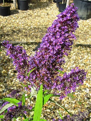 butterfly bush: any buddleia, of genus Buddleja