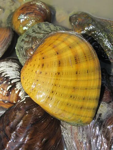 butterfly clam: a species of mussel, Ellipsaria lineolata, that inhabits rivers in the southern United States