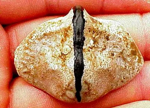 butterfly crab: a species of shallow-water king crab (Cryptolithodes typicus) native to coastal regions of the...