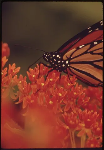 butterfly milkweed: asclepias tuberosa, native to most of North America, except for the northwest