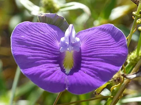 butterfly pea: any member of the genus Centrosema of American vines