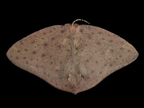 butterfly ray: a ray (fish) of the family Gymnuridae (or, in some systems, the subfamily Gymnurinae)