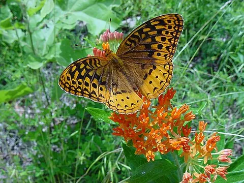 butterfly weed: asclepias tuberosa, a species of milkweed native to eastern North America, with clustered orange or...