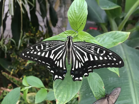 butterfly: a flying insect of the order Lepidoptera, distinguished from moths by their diurnal activity and...