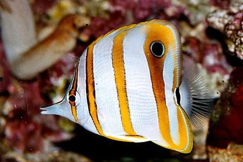 butterflyfish: any of a group of conspicuous tropical marine fish of the family Chaetodontidae; the bannerfish and...