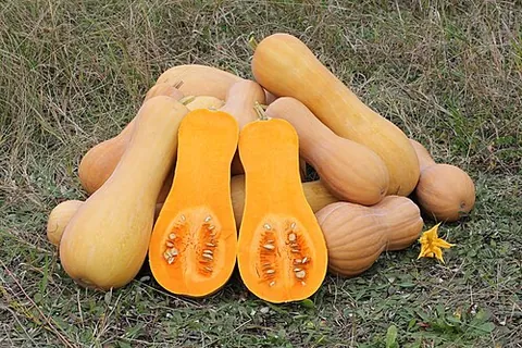 butternut squash: a vase-shaped orange-fleshed hard winter squash, a cultivar of Cucurbita moschata