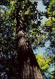 butternut: a North American walnut tree, Juglans cinerea