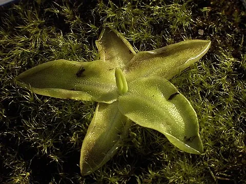 butterwort: any plant of the insectivorous genus Pinguicula