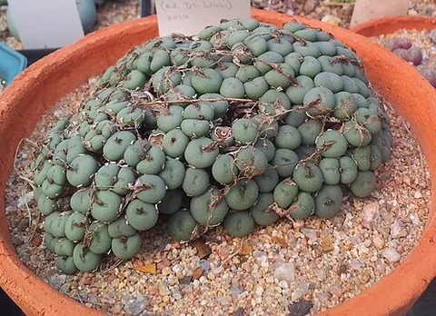 button plant: a small South African succulent (genus Conophytum) with button-like leaves surrounding the stem