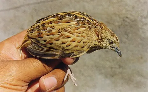 button quail: a small quail, especially of species Turnix sylvaticus (common buttonquail), found from Spain to...