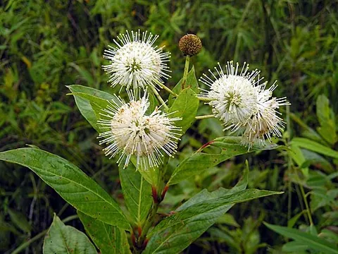 buttonbush: any of the genus Cephalanthus of flowering plants in the madder family