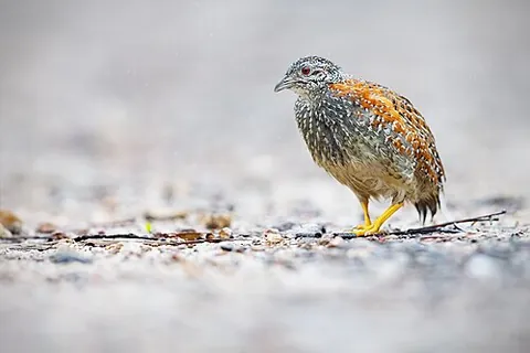 buttonquail: any of several species of small terrestrial birds, principally in the genus Turnix of the family...