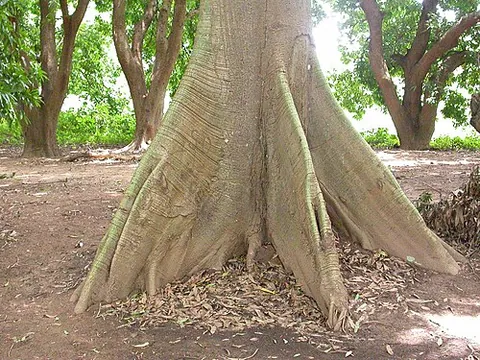 buttress root: a root growing from the above-ground stem or trunk, and providing support