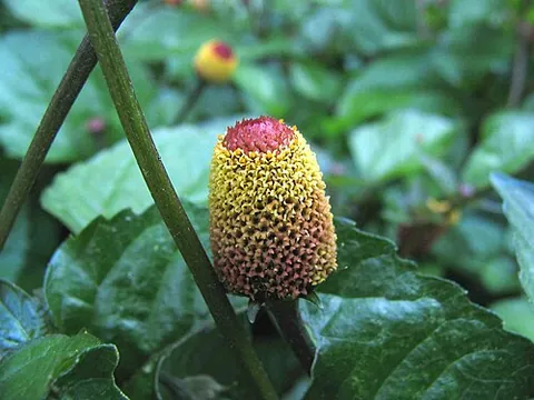 buzz button: an edible flower from the plant paracress (Acmella oleracea)